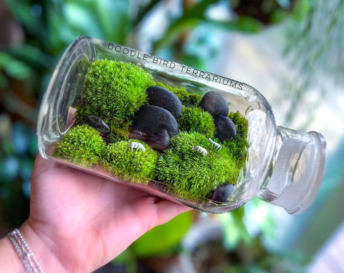 Sheep in Pasture Terrarium Etsy