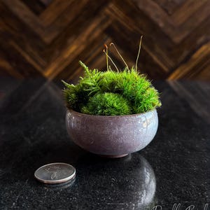 Kusamono Moss Garden: Miniature Japanese Terrarium with Optional Glass Dome Bild 10