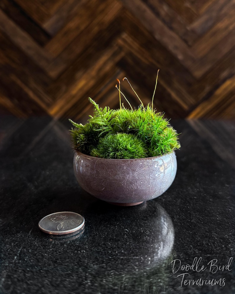 Kusamono Moss Garden: Miniature Japanese Terrarium with Optional Glass Dome Bild 10