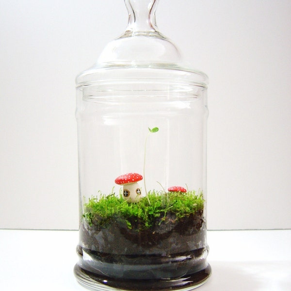 The Toadstool's Secret - Live Moss Garden