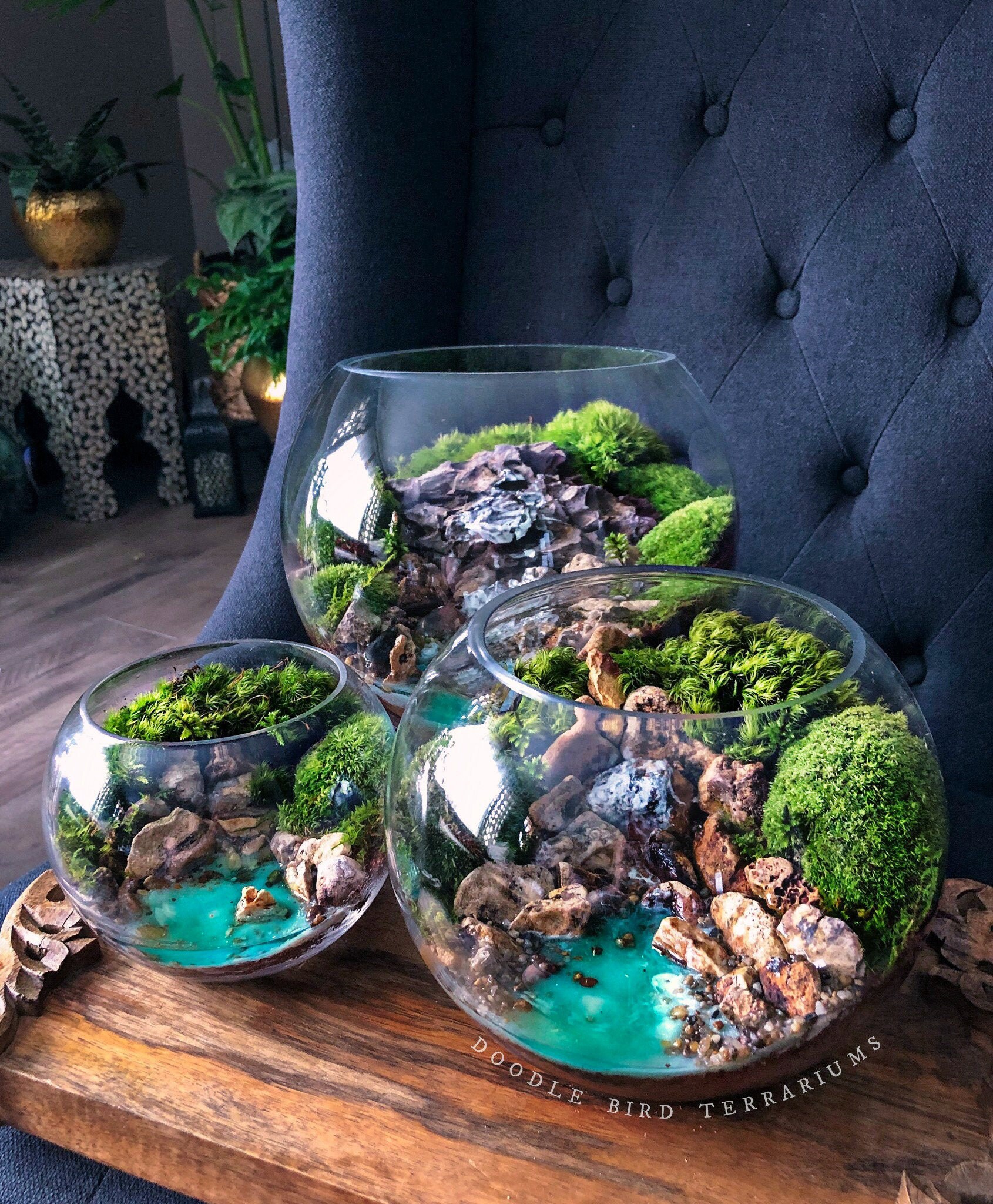 Ocean Cove Terrarium with Live Plants