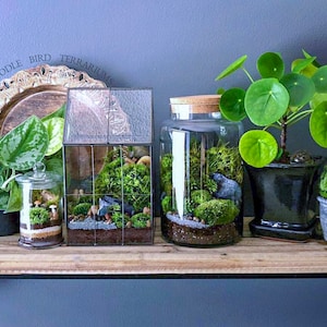 May include: A wooden shelf with four terrariums, a potted plant, and a decorative wooden plate. The terrariums are made of glass and contain moss, plants, and rocks. The potted plant is a round-leafed plant with green leaves. The wooden plate is round and has a decorative design.