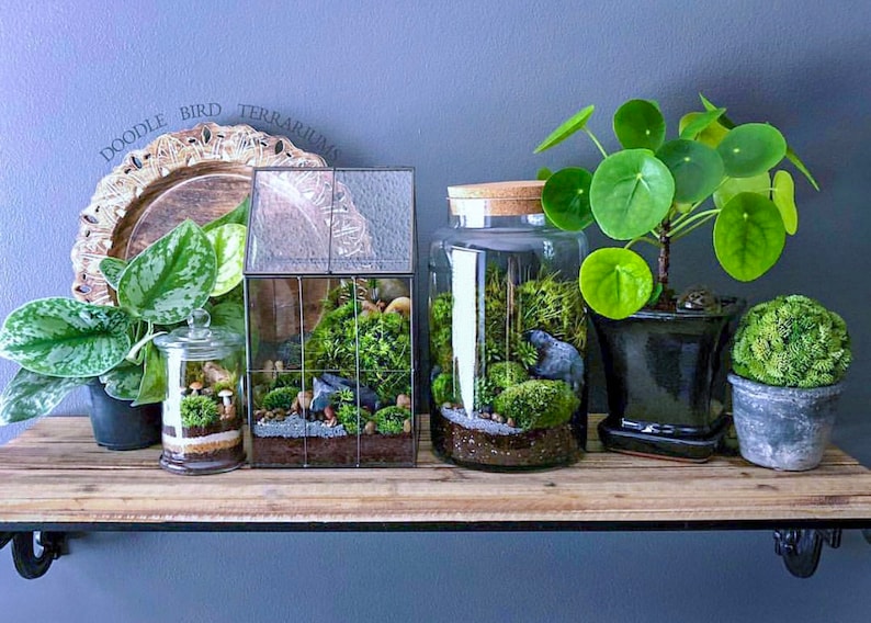 May include: A wooden shelf with four terrariums, a potted plant, and a decorative wooden plate. The terrariums are made of glass and contain moss, plants, and rocks. The potted plant is a round-leafed plant with green leaves. The wooden plate is round and has a decorative design.