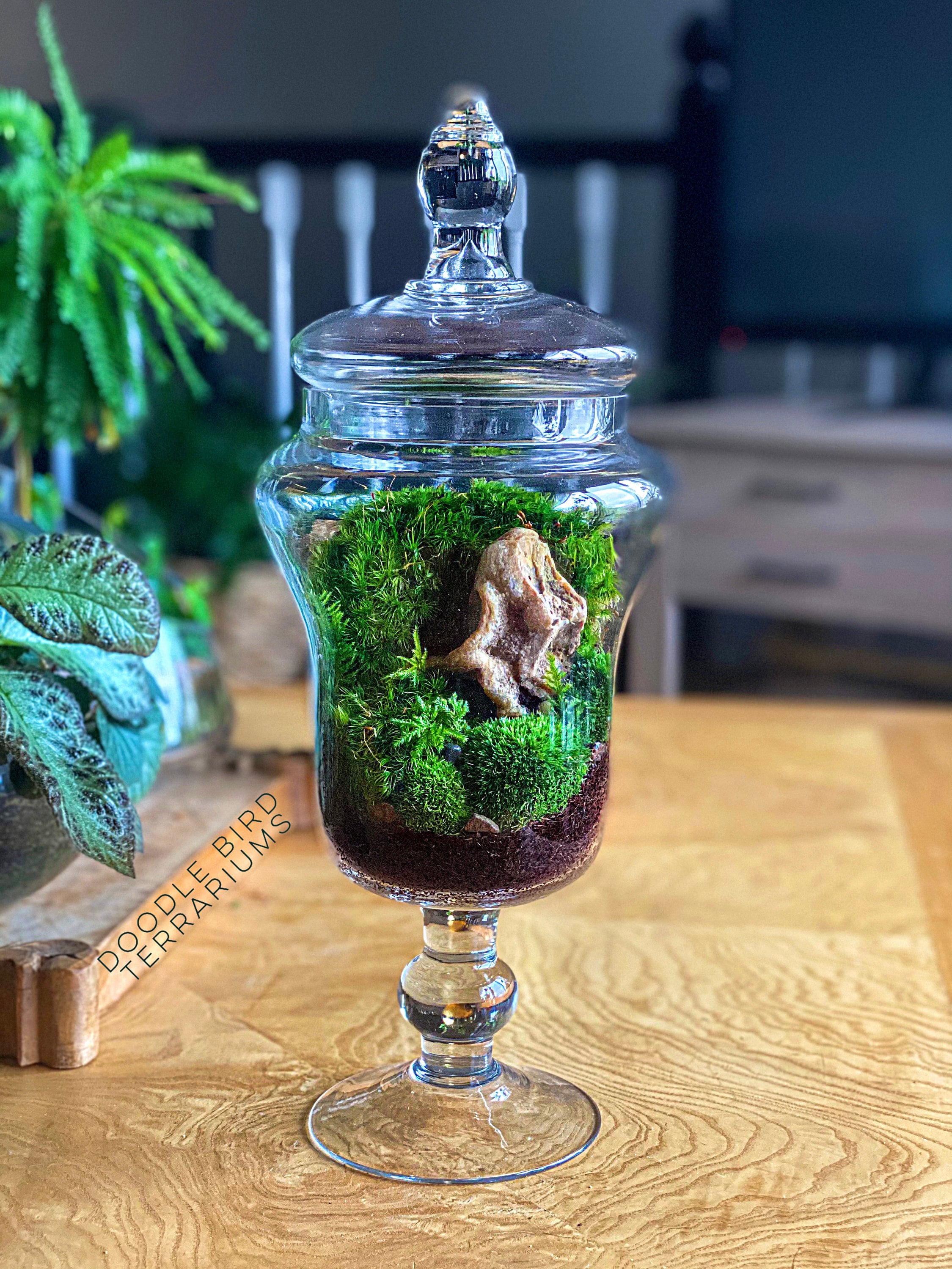 Large Apothecary Jar Terrarium with Live Moss Plants