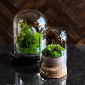 K&ouml;nnte beinhalten: Zwei Glasterrarien mit lebenden Pflanzen. Eines hat einen kleinen, runden, grauen Topf mit gr&uuml;nem Moos auf einem Korksockel. Das andere hat eine gr&ouml;&szlig;ere gr&uuml;ne Pflanze. Der Text "Doodle Bird Terrariums" steht unten.