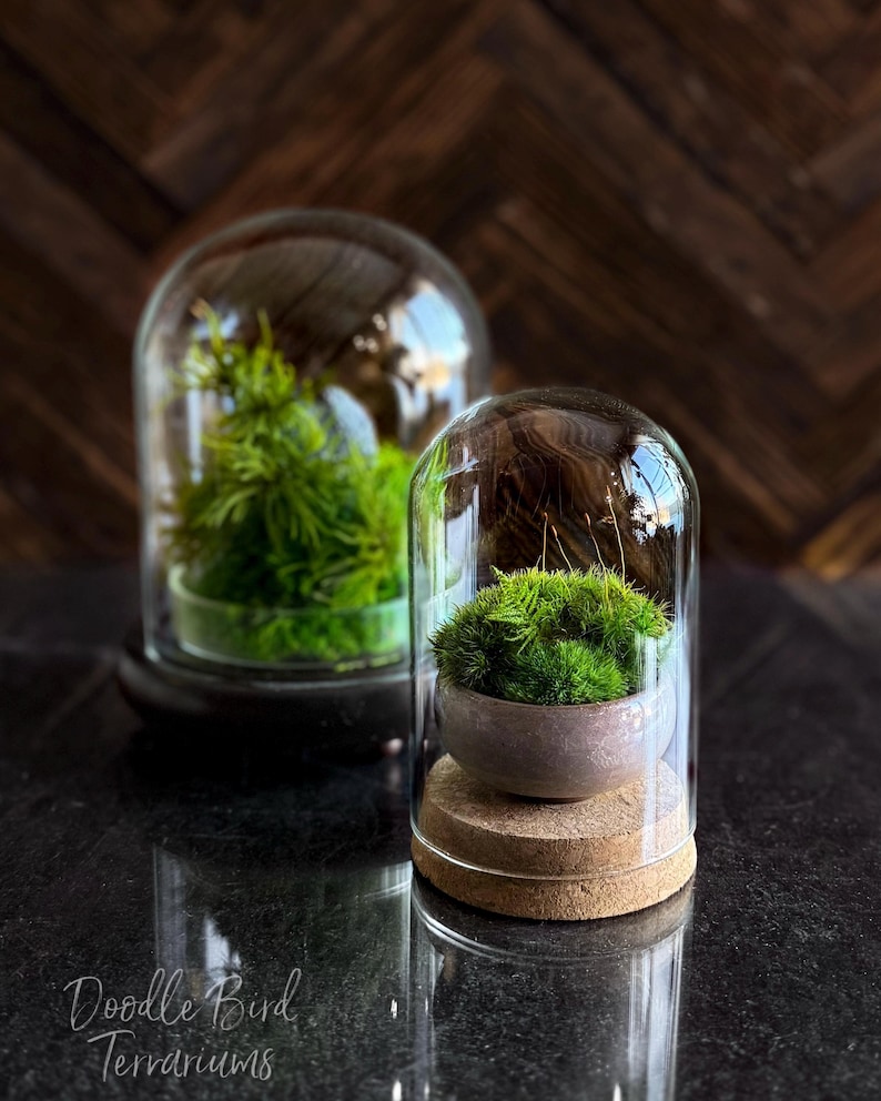 K&ouml;nnte beinhalten: Zwei Glasterrarien mit lebenden Pflanzen. Eines hat einen kleinen, runden, grauen Topf mit gr&uuml;nem Moos auf einem Korksockel. Das andere hat eine gr&ouml;&szlig;ere gr&uuml;ne Pflanze. Der Text "Doodle Bird Terrariums" steht unten.