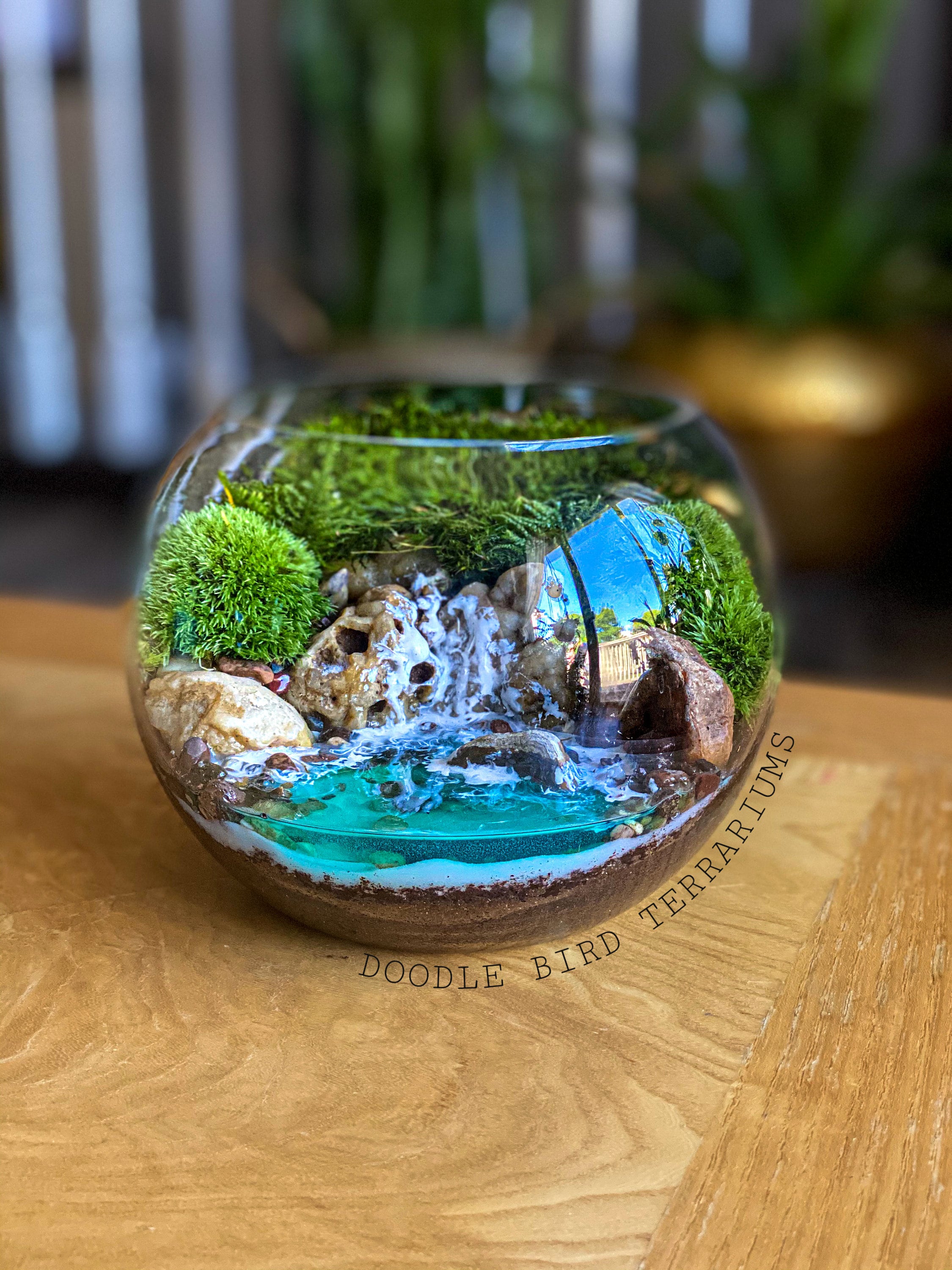 Ocean Cove Terrarium with Live Plants