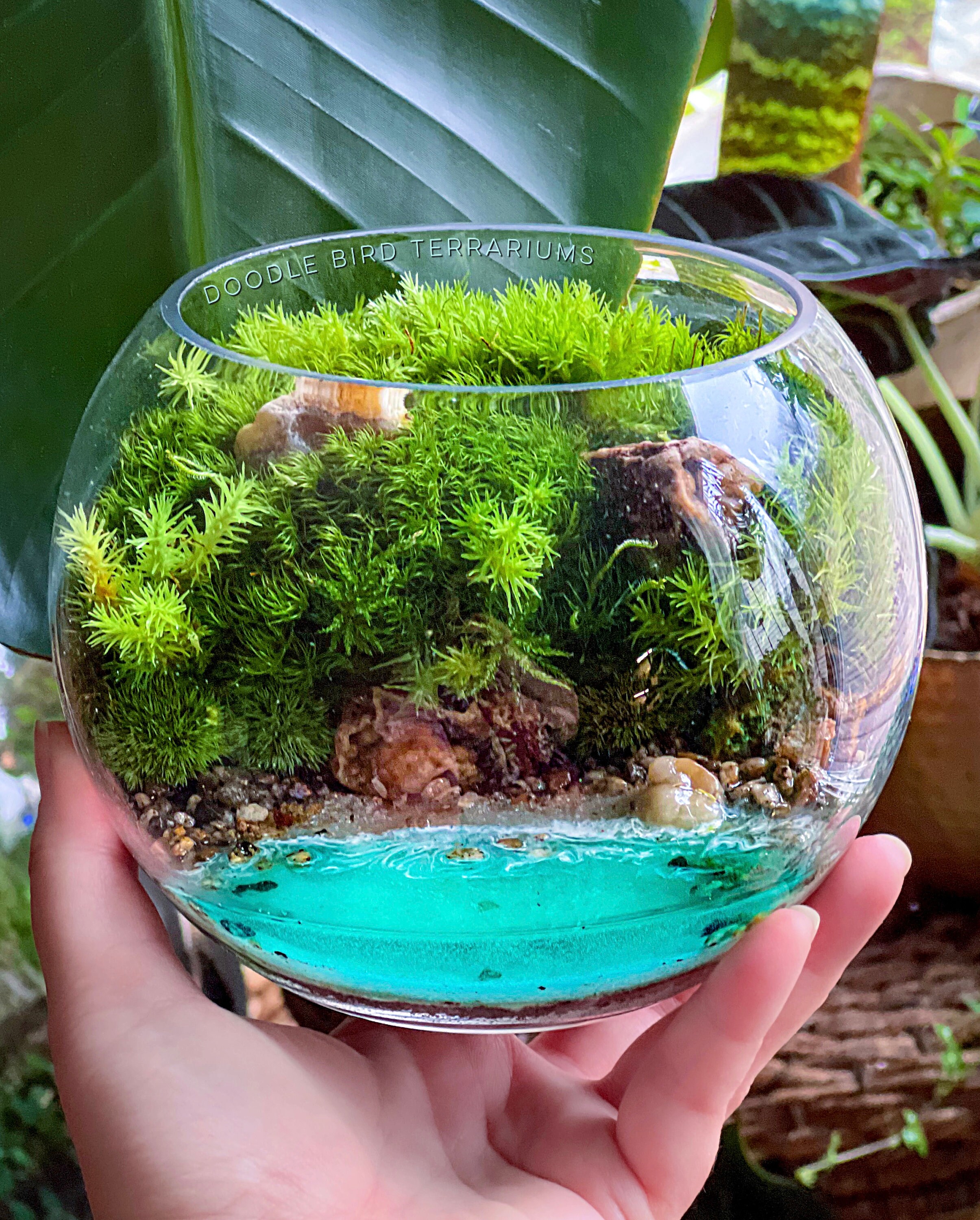 Coastal Terrarium with Beach and Live Moss - Glass - Pebbles - Sand from  Apollo Box