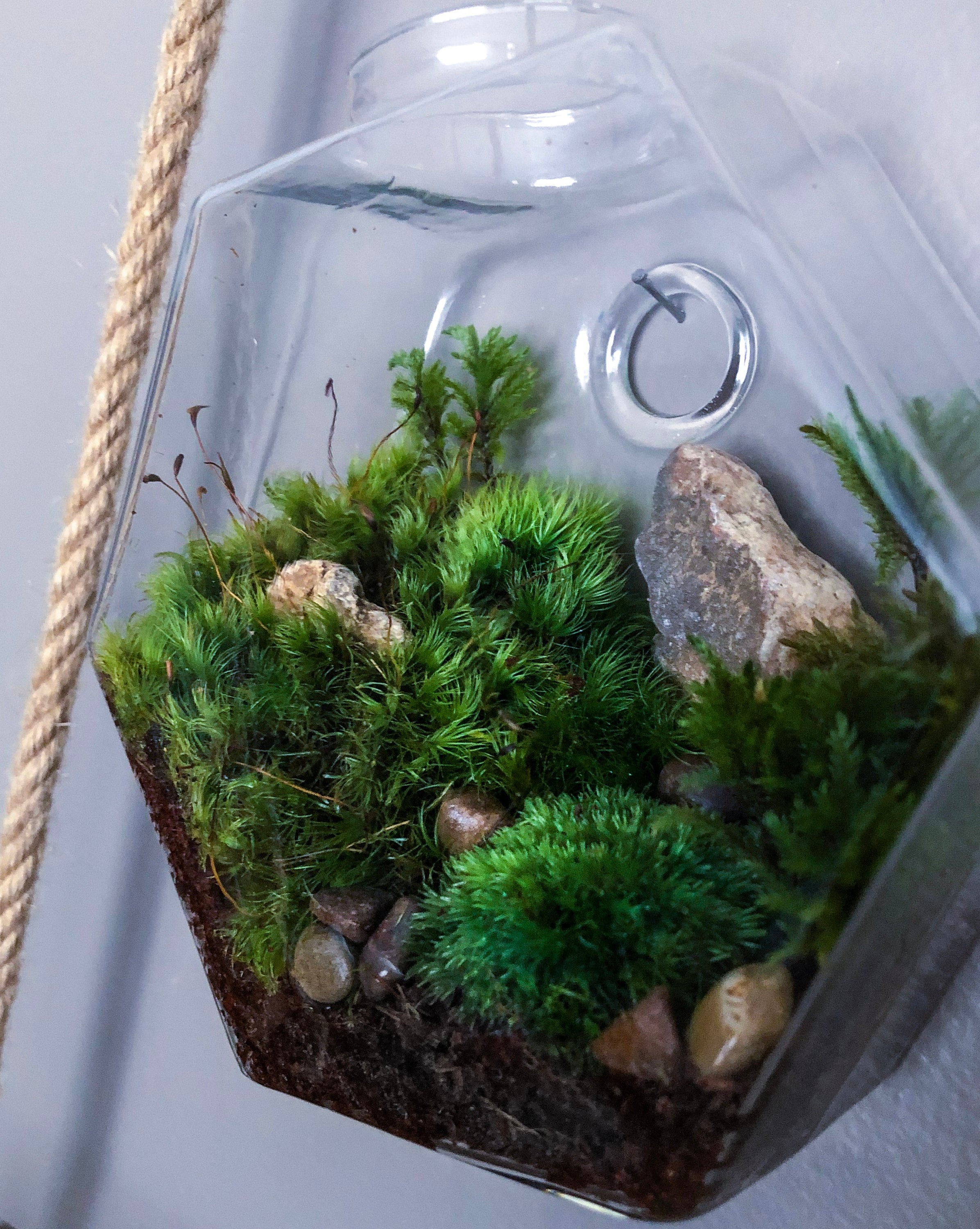 Hanging Wall Terrarium Hexagon Live Houseplants