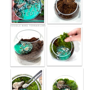 May include: A step-by-step guide on how to create a water scene in a glass terrarium. The image shows four steps: adding soil, placing a resin water scene, adding moss, and adding rocks. The text in the image reads "Create Your Water Scene In 5 Easy Steps. Doodle Bird Terrariums."