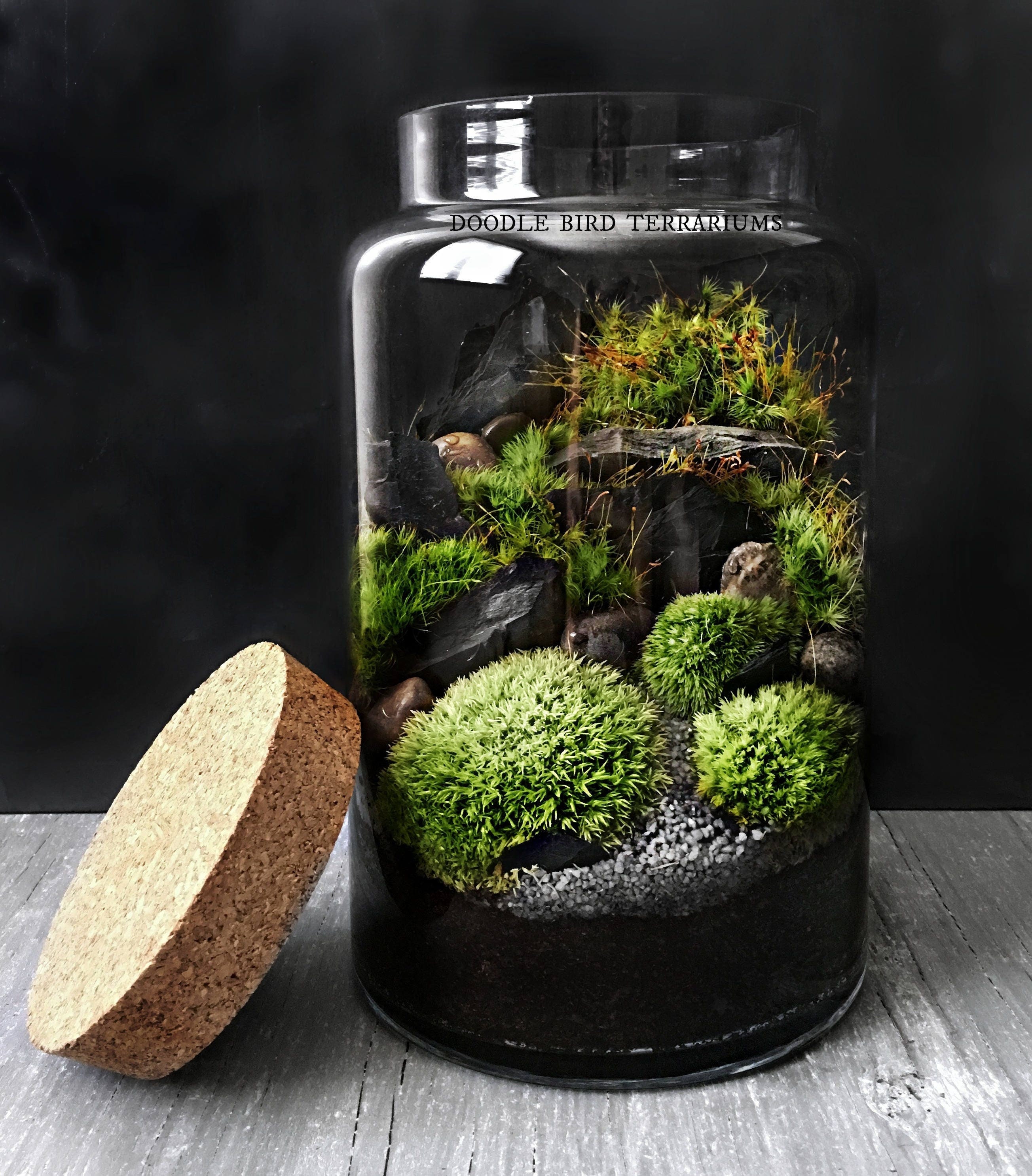 Woodland Moss Terrarium in Large Glass Pillar