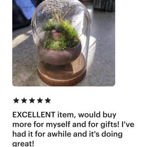 K&ouml;nnte beinhalten: Ein Miniatur-Terrarium mit einer Glaskuppel, das lebendiges gr&uuml;nes Moos und kleine Pflanzen in einem braunen Keramiktopf zeigt. Das Terrarium steht auf einem Korksockel.