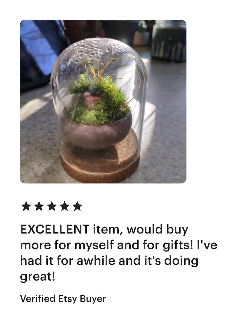 K&ouml;nnte beinhalten: Ein Miniatur-Terrarium mit einer Glaskuppel, das lebendiges gr&uuml;nes Moos und kleine Pflanzen in einem braunen Keramiktopf zeigt. Das Terrarium steht auf einem Korksockel.