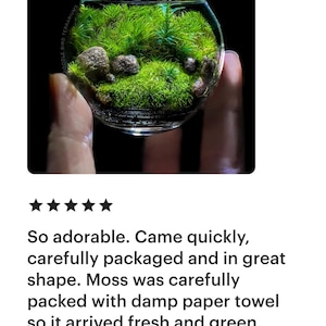 Jardín de bolsillo: Pequeño Edén, terrario de musgo en miniatura coleccionable imagen 3