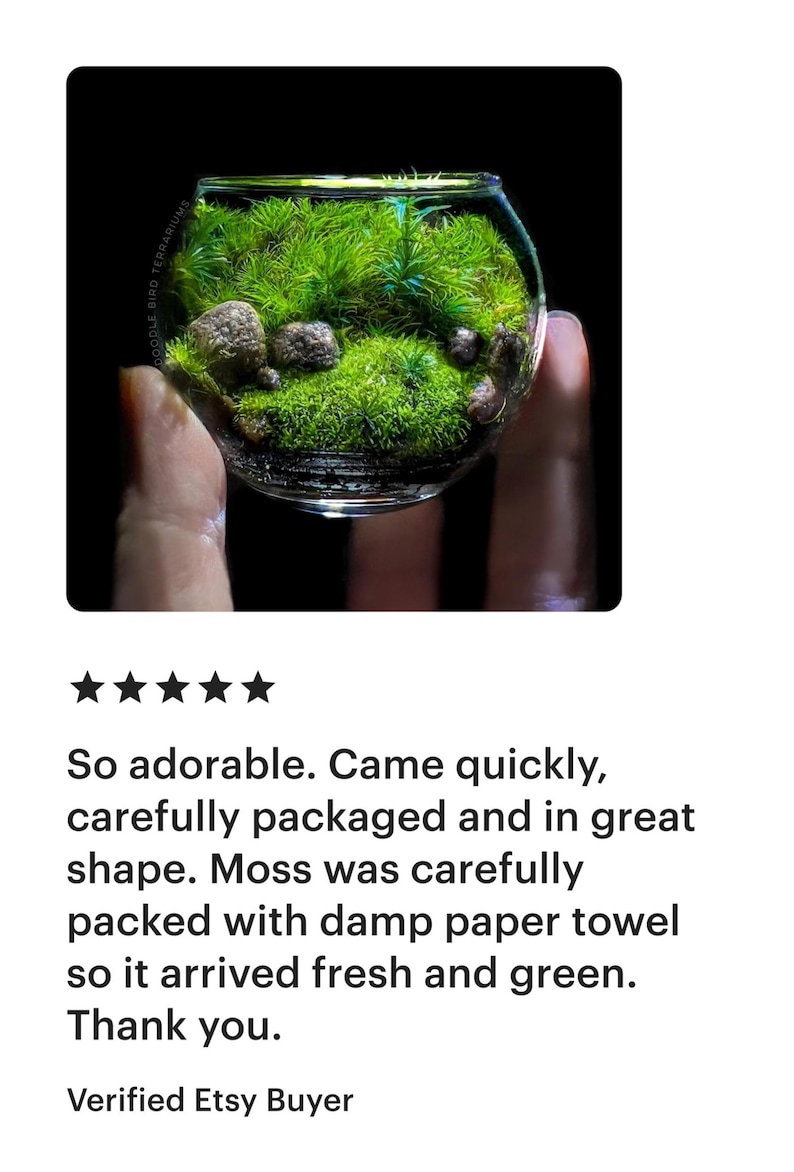 Jardín de bolsillo: Pequeño Edén, terrario de musgo en miniatura coleccionable imagen 3