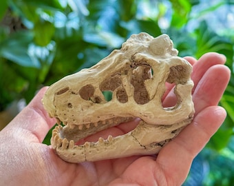 Mini T-Rex Schädel Replik: Dinosaurier Fossil Dekor