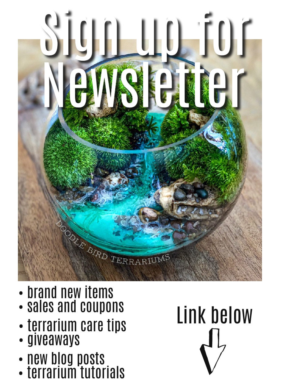 Large Woodland Moss Terrarium Glass Jar Easy Houseplant