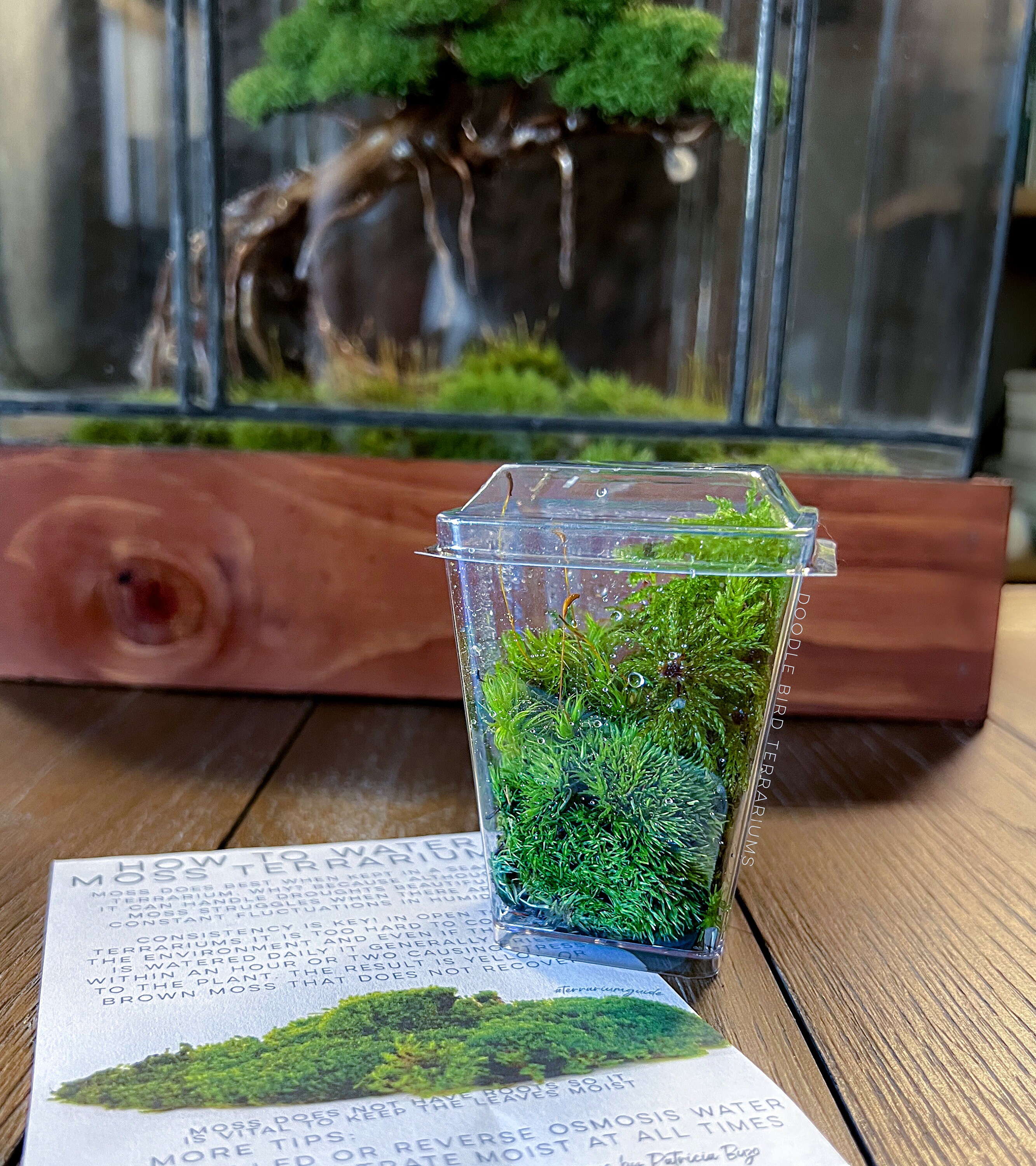 Bioactive Bug House Moss Terrarium Kit / Perfect for Kids, Teens, and
