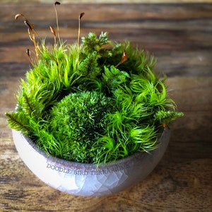 K&ouml;nnte beinhalten: Ein kleines, rundes Terrarium gef&uuml;llt mit leuchtend gr&uuml;nem Moos und kleinen Pflanzen. Das Moos ist eine Mischung aus Texturen und Farbt&ouml;nen, die eine &uuml;ppige Miniaturlandschaft schaffen. Der Beh&auml;lter ist eine hellgraue, strukturierte Schale mit dem Text "DOODLE BIRD TERRARIUMS".