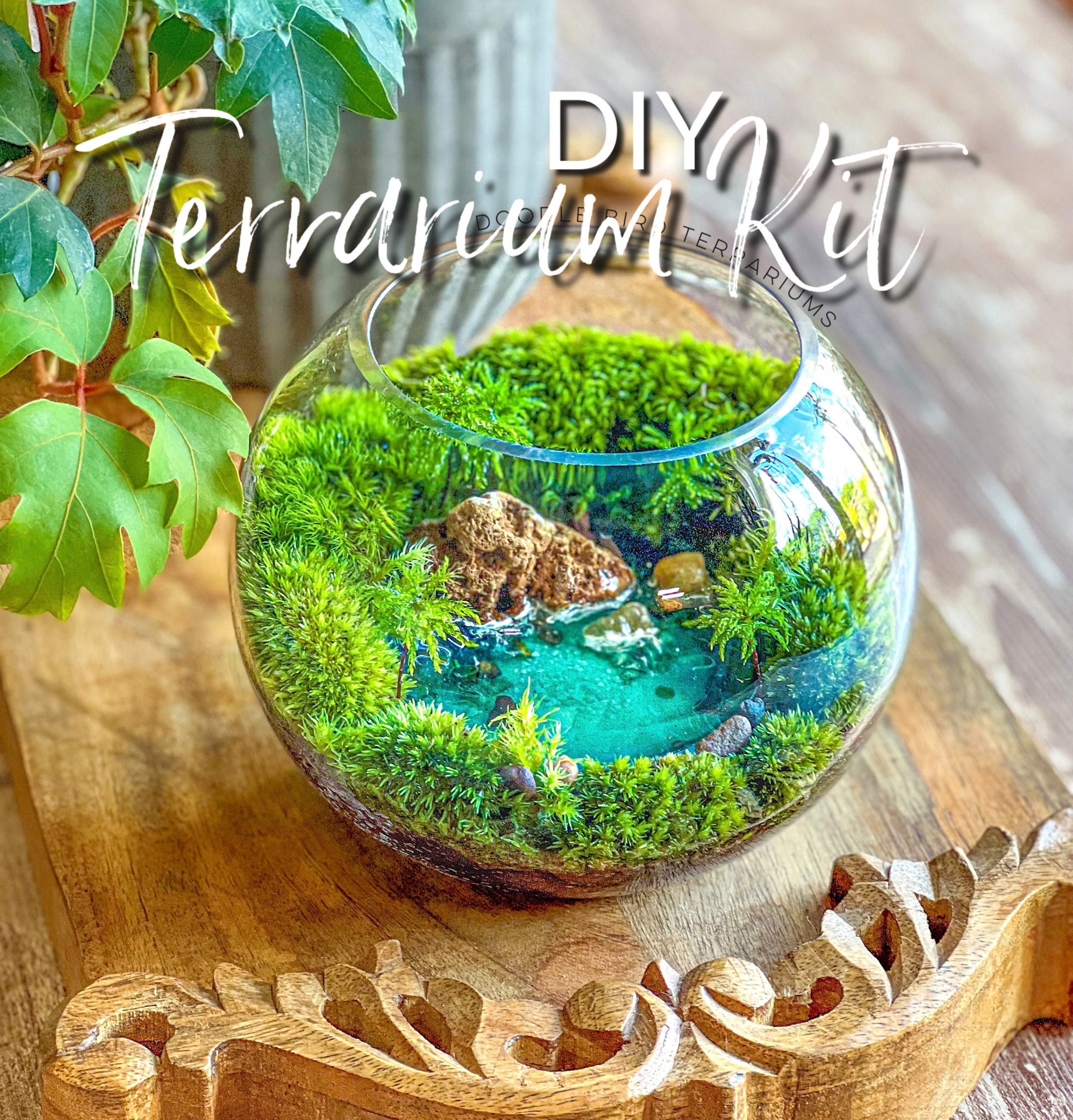 DIY Complete Terrarium Craft Kit, DIY Craft Kit, Gifts