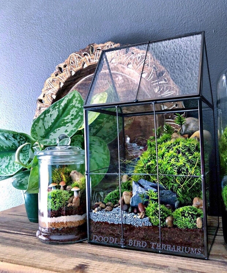 May include: A glass terrarium with a black metal frame, filled with green moss, small rocks, and a few miniature mushrooms. The terrarium is sitting on a wooden surface with a wooden tray behind it. The text "Doodle Bird Terrariums" is printed on the bottom of the terrarium.