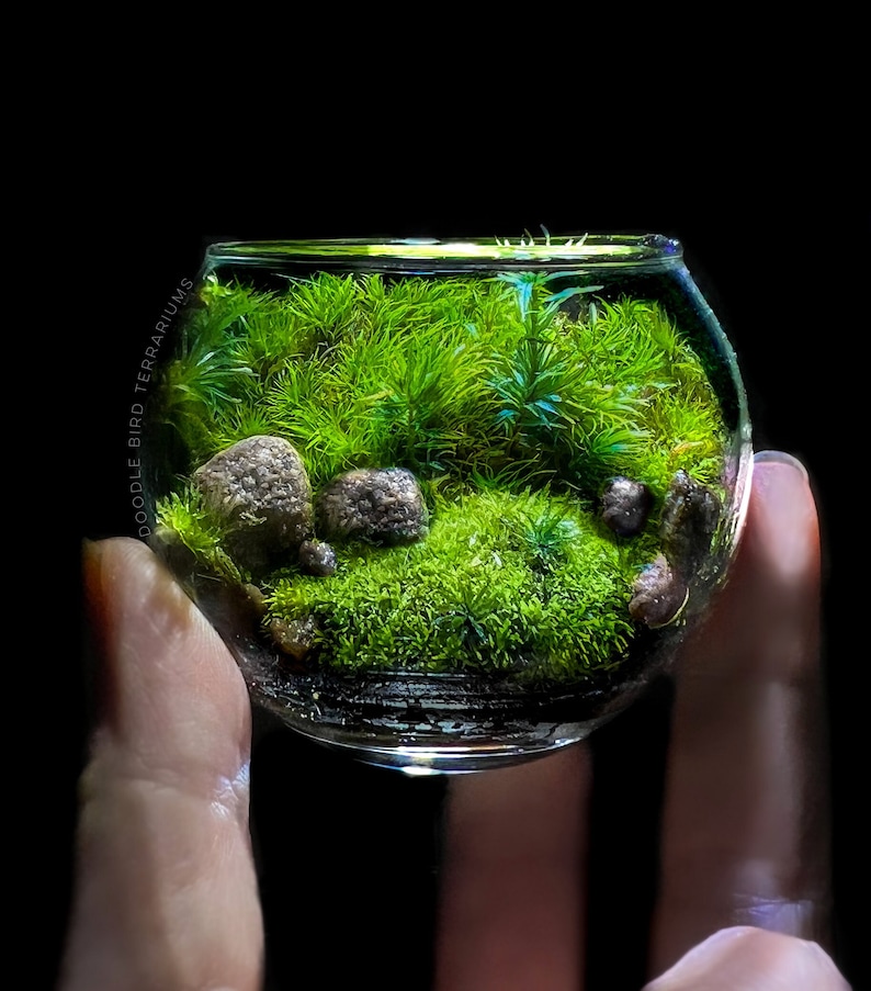 May include: A small glass terrarium with green moss and small rocks inside. The terrarium is being held in a hand.