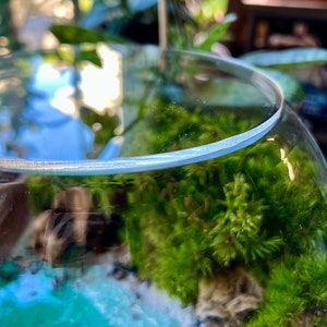 May include: A clear glass terrarium with a miniature landscape inside. The terrarium features vibrant green moss, small rocks, and a turquoise-colored base, creating a natural, miniature ecosystem. The glass is curved and reflects the surrounding environment.
