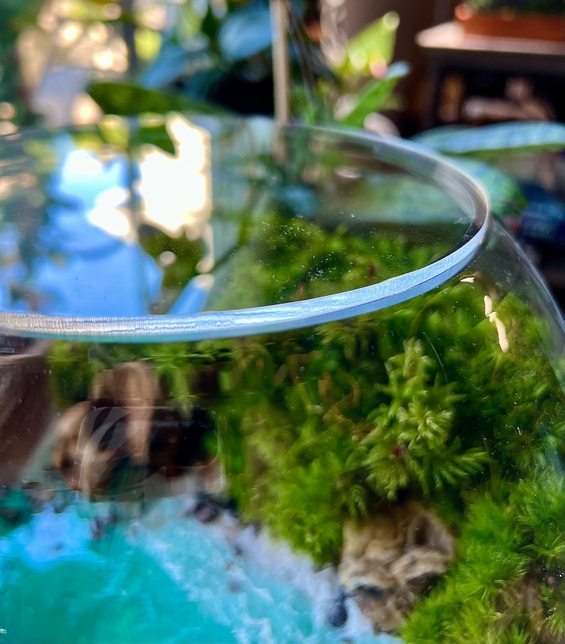 May include: A clear glass terrarium with a miniature landscape inside. The terrarium features vibrant green moss, small rocks, and a turquoise-colored base, creating a natural, miniature ecosystem. The glass is curved and reflects the surrounding environment.