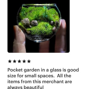 Jardín de bolsillo: Pequeño Edén, terrario de musgo en miniatura coleccionable imagen 4