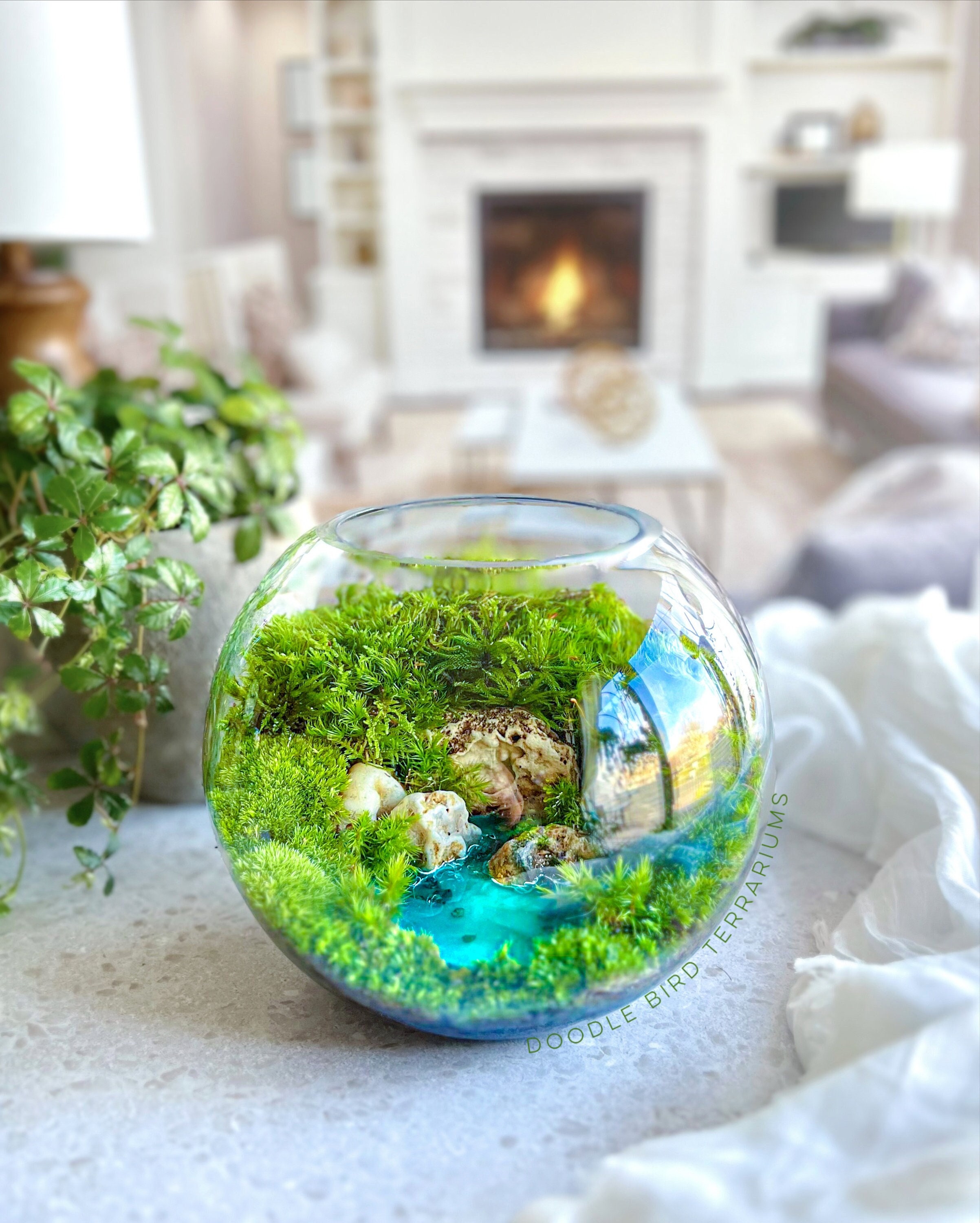 Live Moss Terrarium Glass Vase 8 Tall, 6 Diameter 