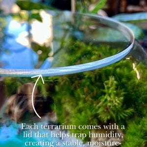 Tropical Springs Terrarium - Handcrafted Miniature Ecosystem - Coastal Garden Decor image 10