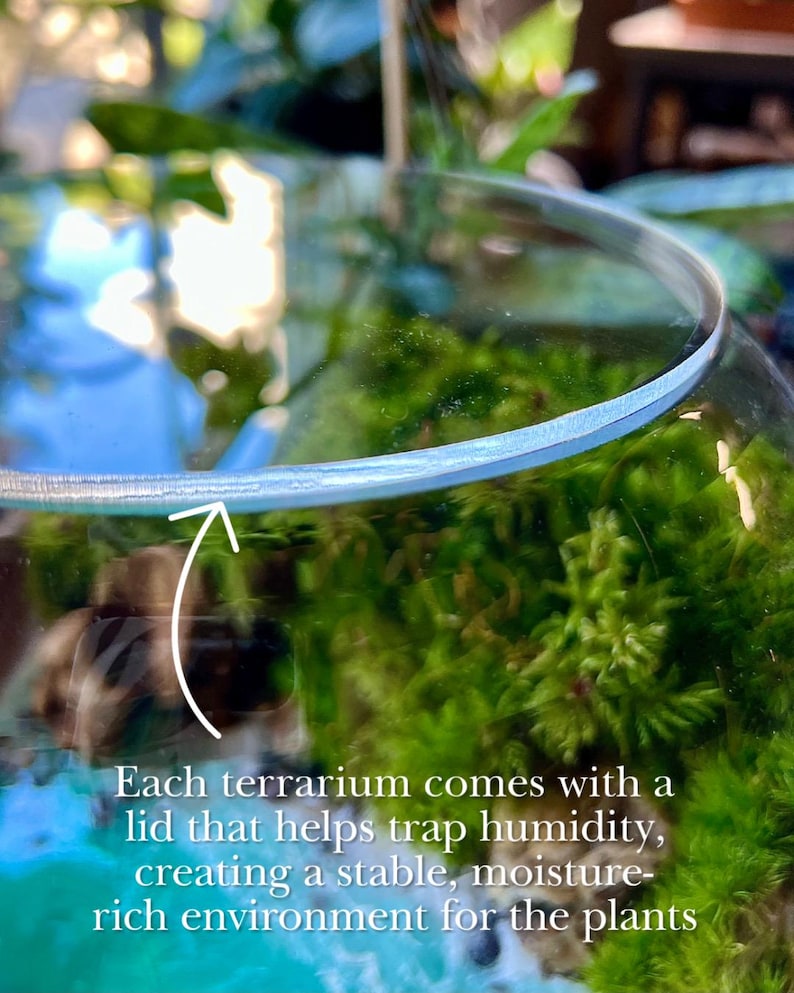 Tropical Springs Terrarium - Handcrafted Miniature Ecosystem - Coastal Garden Decor image 10