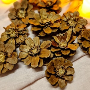 Pine Cone Flowers Pine cone daisy Flowers Pine cone Zinnia  Zinnia pine cone Set of 10 Crafting cones Holiday DIY upcycled witchy crafting