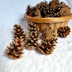 Natural Pine Cones (4-8 cm): Christmas Wreath Florist Craft Supplies