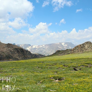 Montana Mountain Photography: Beartooth Wildflowers (Digital Download)