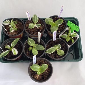 Philodendron variegated White Princess, White Knight and White Wizard  Pot 10 cm