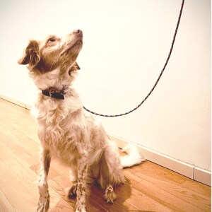 Dog wearing the leash outdoors during a walk, showcasing length and design.