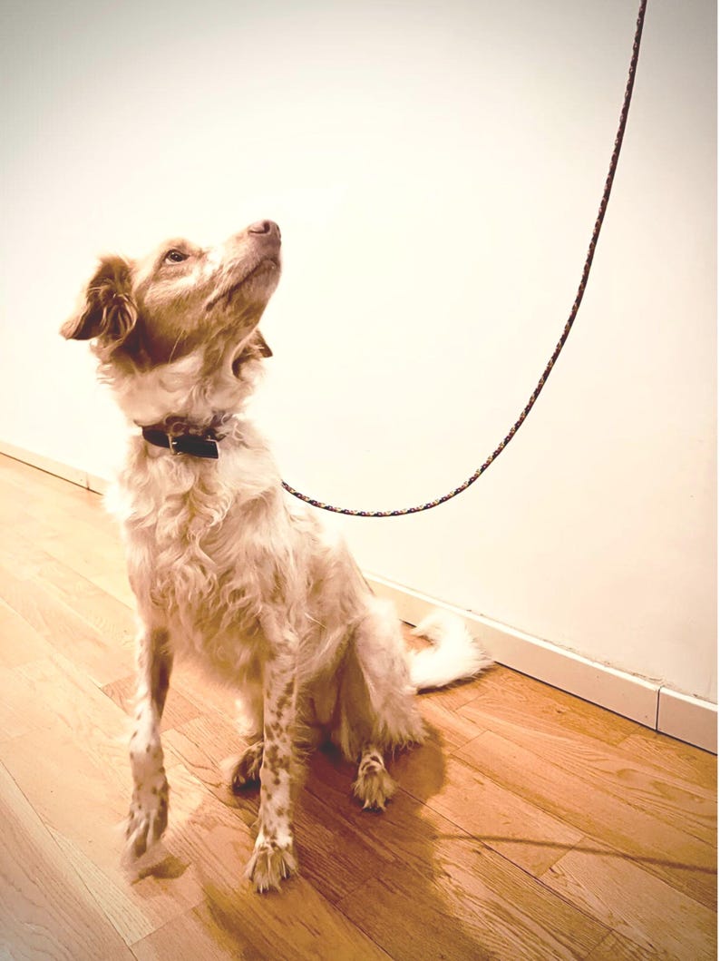 Dog wearing the leash outdoors during a walk, showcasing length and design.