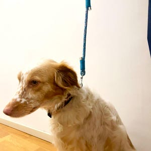 Dog wearing the handmade paracord leash, sitting happily