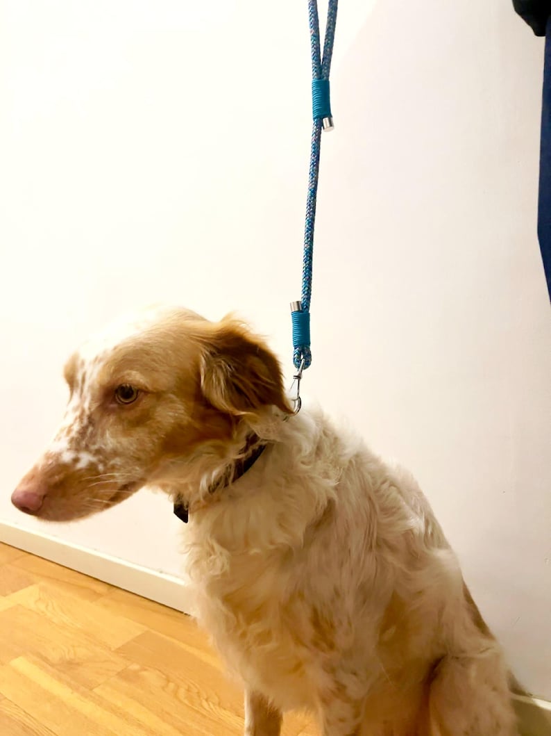 Dog wearing the handmade paracord leash, sitting happily