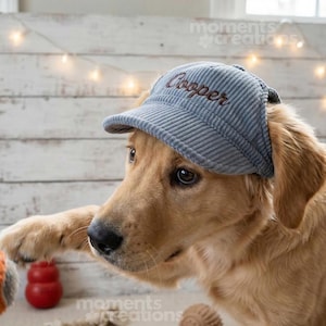 Peut inclure: Un chiot golden retriever portant une casquette de baseball en velours côtelé bleu avec le nom "Cooper" brodé. Le chien tient un jouet rouge. L'arrière-plan est en bois blanc.