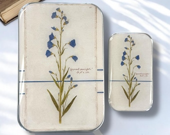 Glockenblume Notions Dose GROSS