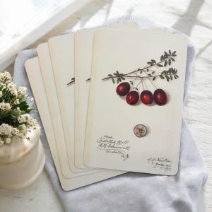 Cartes but vintage Projet botanique – Lot de 5