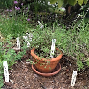 Op de afbeelding: Een close-up van een tuin met vier verschillende kruiden die in potten zijn geplant. De kruiden zijn gelabeld met kleine witte borden met de tekst "Bieslook", "Tijm", "Oregano" en "Lavendel".