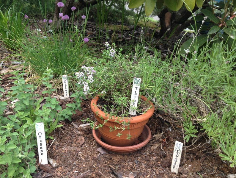 Op de afbeelding: Een close-up van een tuin met vier verschillende kruiden die in potten zijn geplant. De kruiden zijn gelabeld met kleine witte borden met de tekst "Bieslook", "Tijm", "Oregano" en "Lavendel".