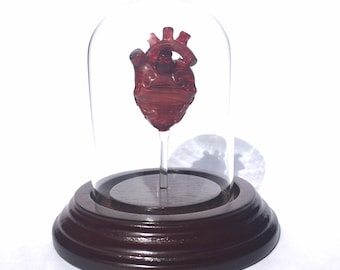 Cuore anatomico in una campana di vetro