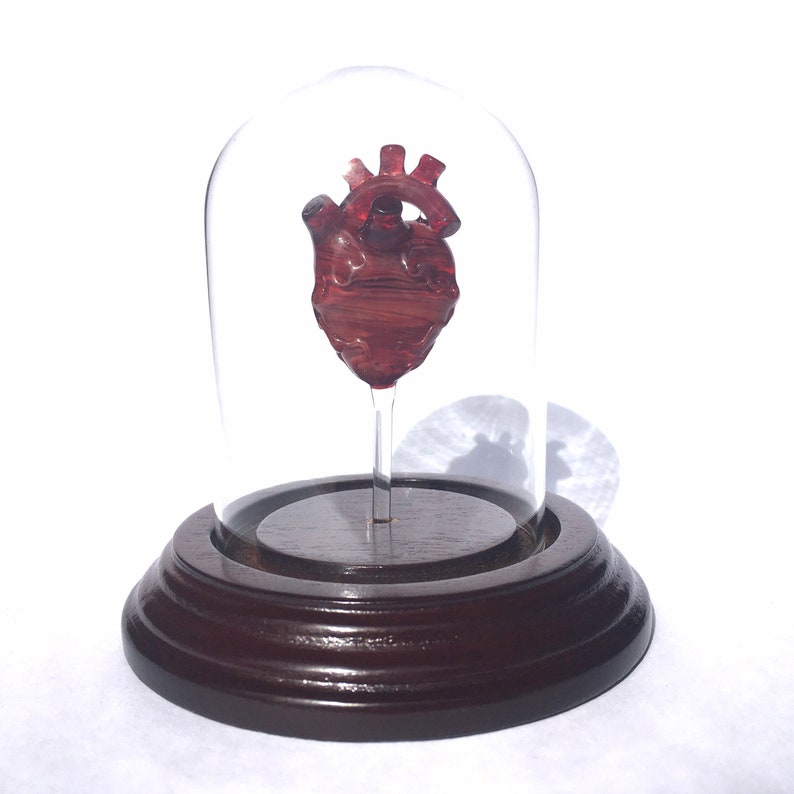 Anatomical Heart in a Bell Jar image 1