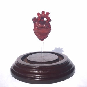 Anatomical Heart in a Bell Jar image 4