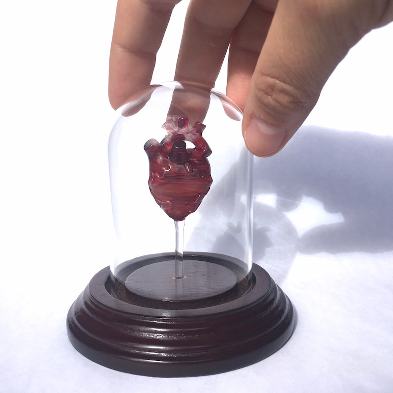 Anatomical Heart in a Bell Jar image 3