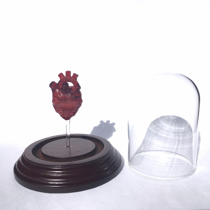 Anatomical Heart in a Bell Jar image 6